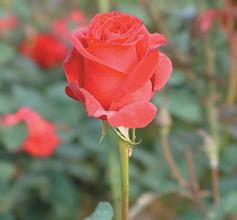 ����͸���۾�����Ǯ��Ƶ�����Ű������ر�133������������ʷ��ʷ��Ϣ�����˺�...